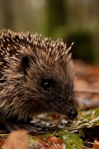 Preview wallpaper hedgehog, leaves, grass, autumn, spines, muzzle