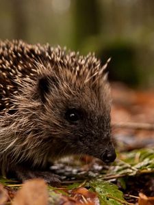 Preview wallpaper hedgehog, leaves, grass, autumn, spines, muzzle