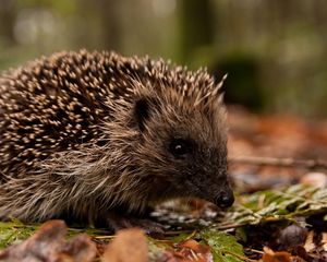 Preview wallpaper hedgehog, leaves, grass, autumn, spines, muzzle