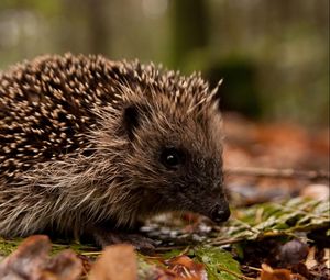 Preview wallpaper hedgehog, leaves, grass, autumn, spines, muzzle