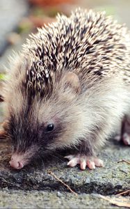 Preview wallpaper hedgehog, leaves, thorns