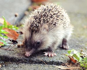 Preview wallpaper hedgehog, leaves, thorns