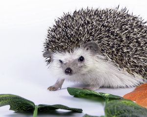 Preview wallpaper hedgehog, leaves, thorns