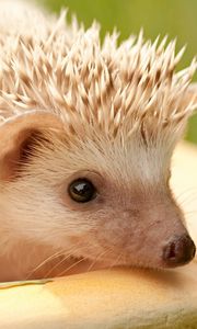 Preview wallpaper hedgehog, muzzle, eyes, spines