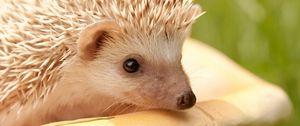 Preview wallpaper hedgehog, muzzle, eyes, spines