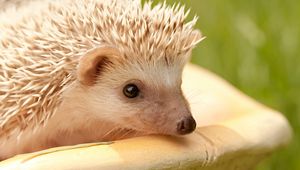 Preview wallpaper hedgehog, muzzle, eyes, spines