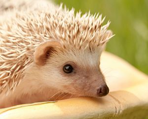 Preview wallpaper hedgehog, muzzle, eyes, spines