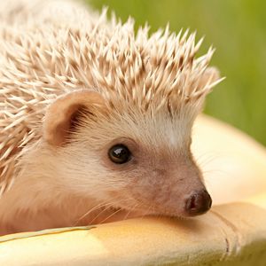 Preview wallpaper hedgehog, muzzle, eyes, spines