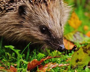 Preview wallpaper hedgehog, muzzle, spikes, leaves