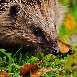 Preview wallpaper hedgehog, muzzle, spikes, leaves