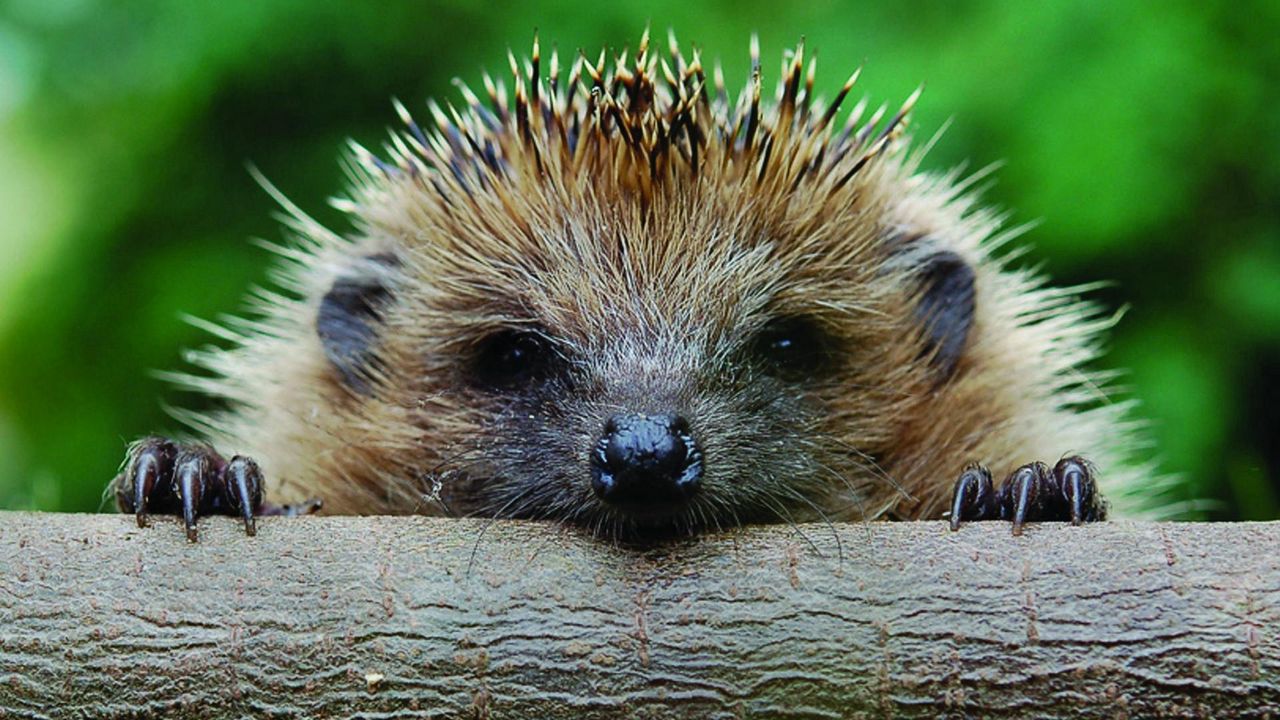 Wallpaper hedgehog, muzzle, timber, foot