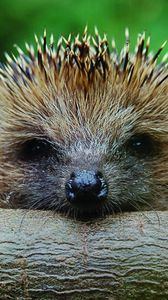 Preview wallpaper hedgehog, muzzle, timber, foot