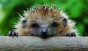 Preview wallpaper hedgehog, muzzle, timber, foot