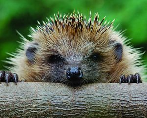 Preview wallpaper hedgehog, muzzle, timber, foot