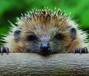 Preview wallpaper hedgehog, muzzle, timber, foot