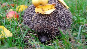 Preview wallpaper hedgehog, needle, apples, leaves