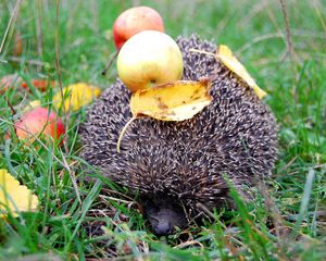 Preview wallpaper hedgehog, needle, apples, leaves