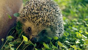 Preview wallpaper hedgehog, needles, leaves, grass