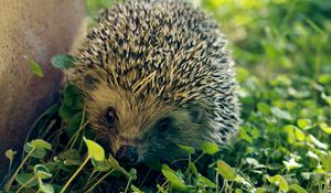 Preview wallpaper hedgehog, needles, leaves, grass