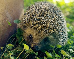 Preview wallpaper hedgehog, needles, leaves, grass