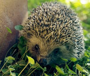 Preview wallpaper hedgehog, needles, leaves, grass