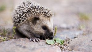 Preview wallpaper hedgehog, nose, cute, spiny