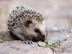 Preview wallpaper hedgehog, nose, cute, spiny