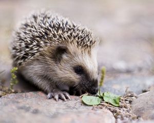 Preview wallpaper hedgehog, nose, cute, spiny