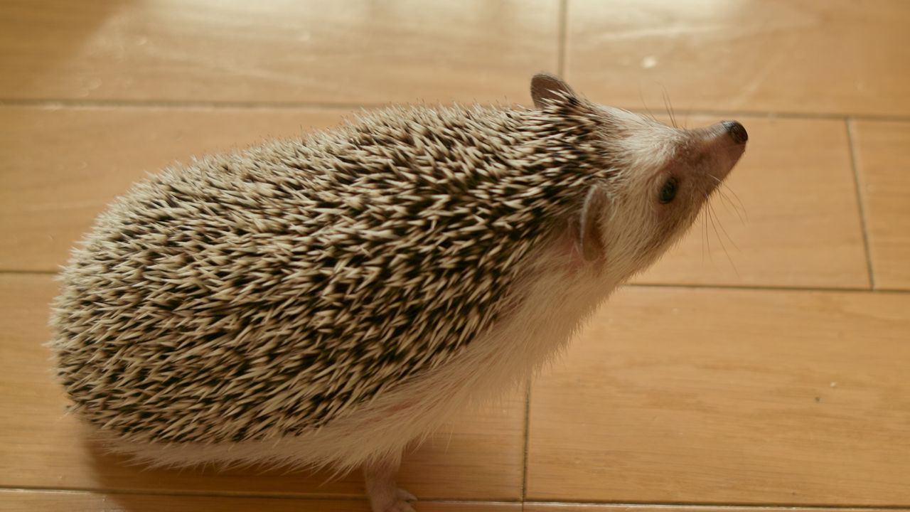Wallpaper hedgehog, prickles, curiosity