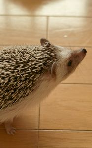 Preview wallpaper hedgehog, prickles, curiosity