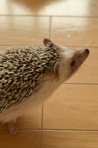 Preview wallpaper hedgehog, prickles, curiosity