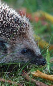 Preview wallpaper hedgehog, prickles, grass