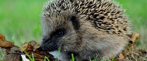 Preview wallpaper hedgehog, prickles, leaves, autumn