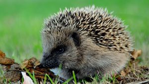 Preview wallpaper hedgehog, prickles, leaves, autumn