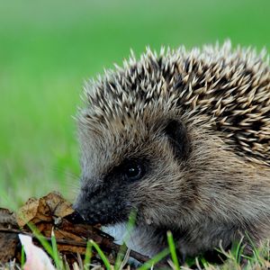 Preview wallpaper hedgehog, prickles, leaves, autumn