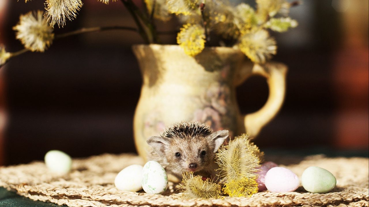 Wallpaper hedgehog, quail eggs, vase, willow