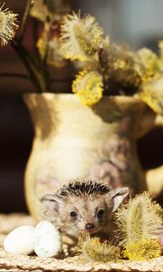 Preview wallpaper hedgehog, quail eggs, vase, willow