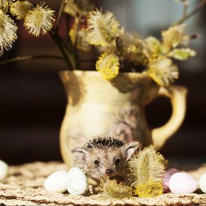 Preview wallpaper hedgehog, quail eggs, vase, willow