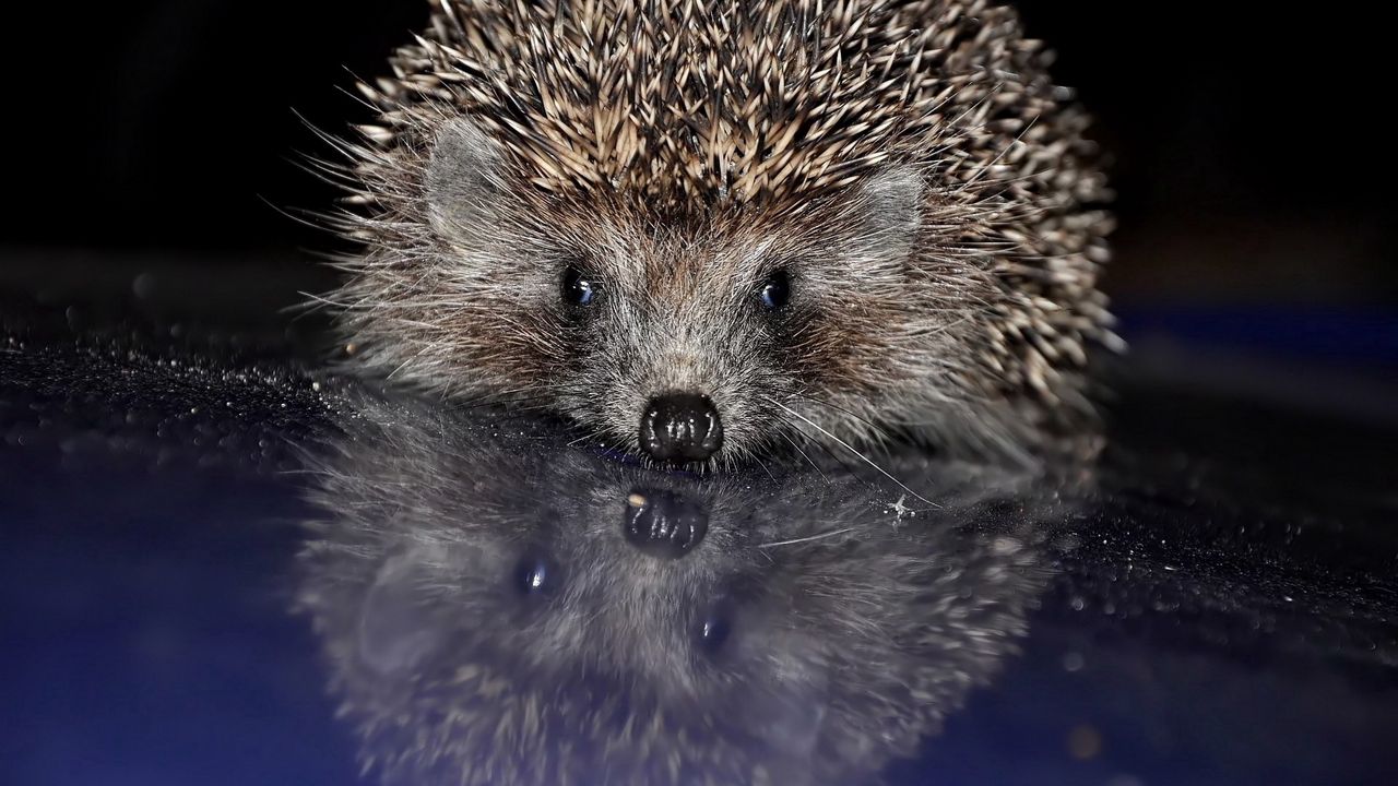 Wallpaper hedgehog, spines, baby, muzzle