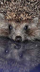 Preview wallpaper hedgehog, spines, baby, muzzle