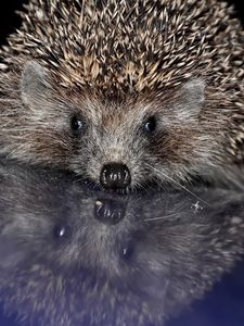 Preview wallpaper hedgehog, spines, baby, muzzle