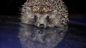 Preview wallpaper hedgehog, spines, baby, muzzle