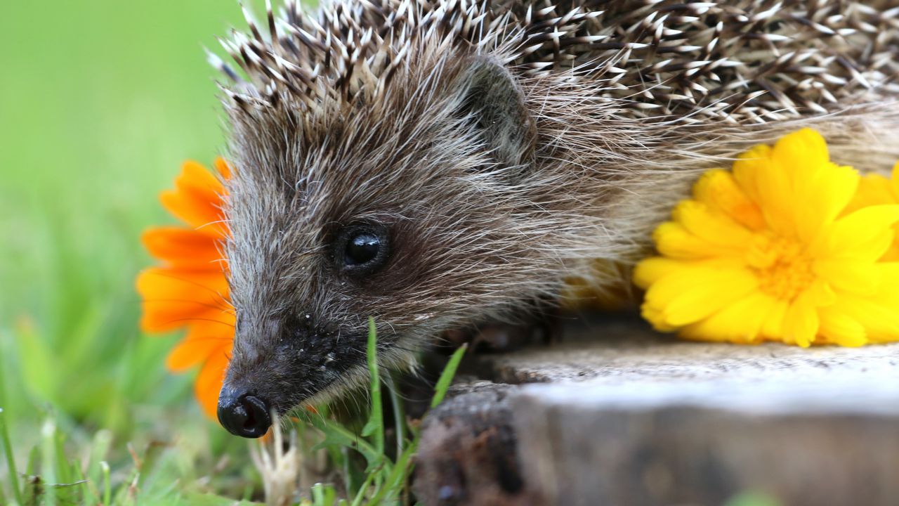 Wallpaper hedgehog, spines, flower