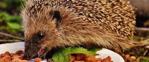 Preview wallpaper hedgehog, spines, food
