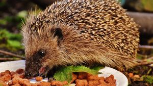 Preview wallpaper hedgehog, spines, food