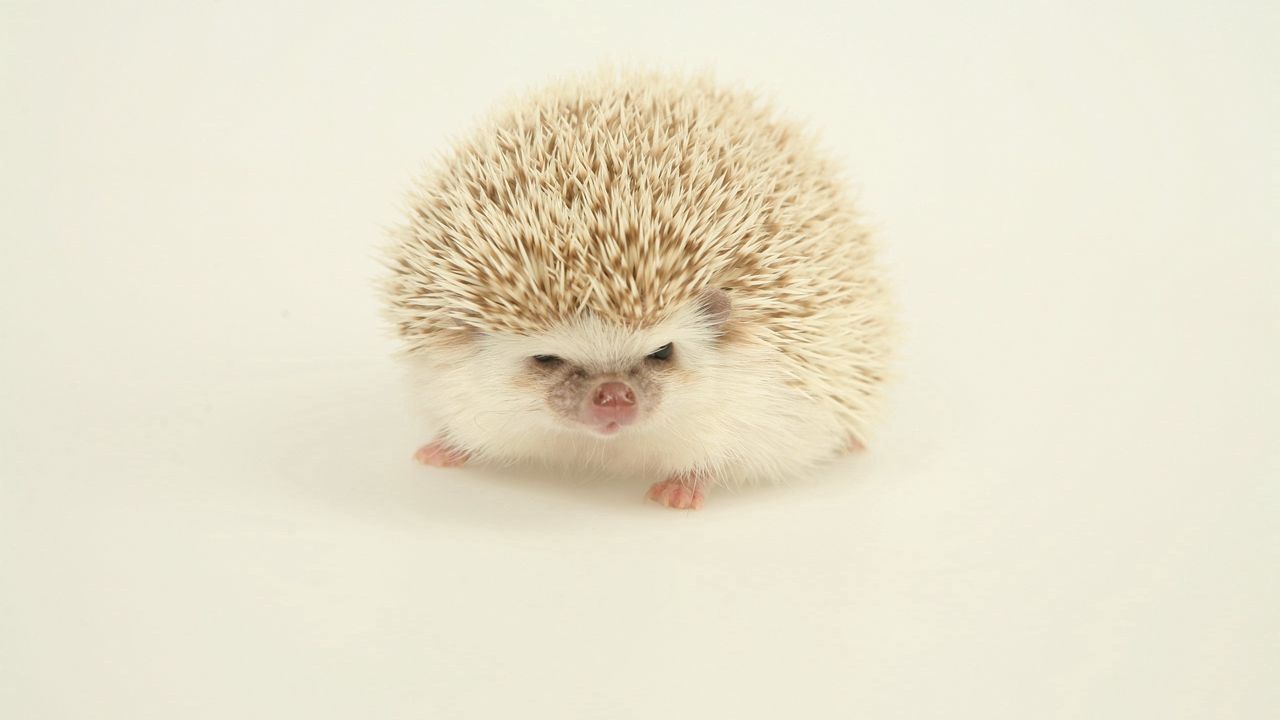 Wallpaper hedgehog, spines, light