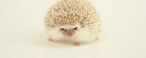 Preview wallpaper hedgehog, spines, light