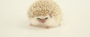 Preview wallpaper hedgehog, spines, light