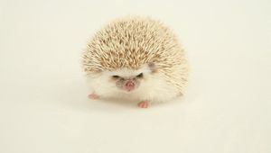 Preview wallpaper hedgehog, spines, light