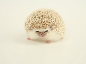 Preview wallpaper hedgehog, spines, light